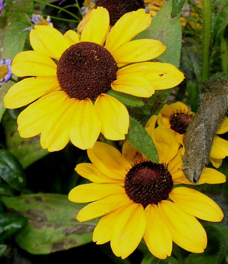 Image of Rudbeckia hirta specimen.