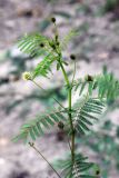 Desmanthus illinoensis