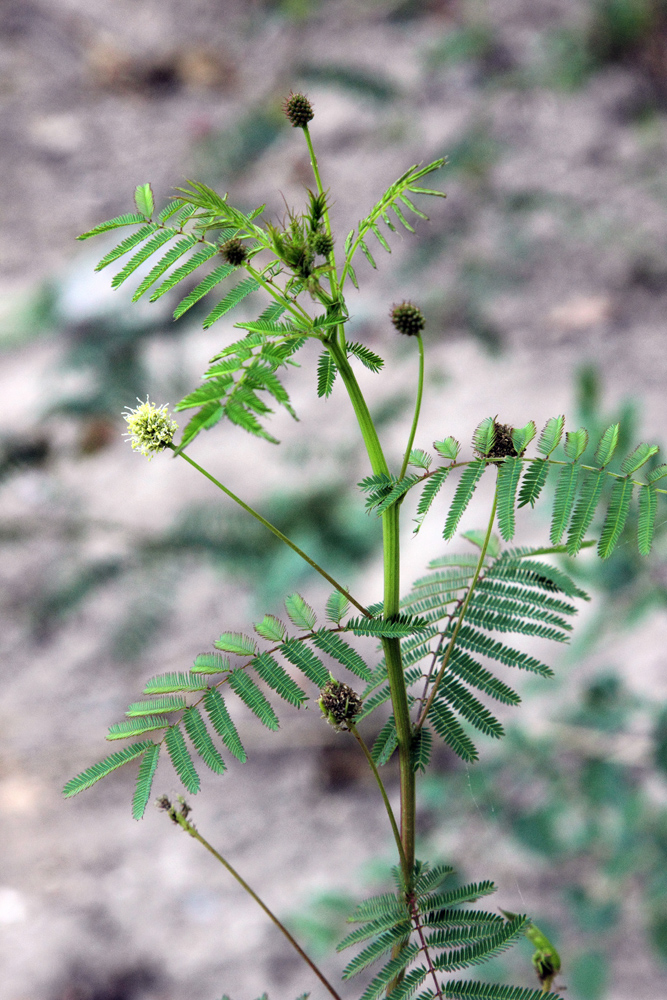 Изображение особи Desmanthus illinoensis.