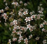 Saxifraga × urbium