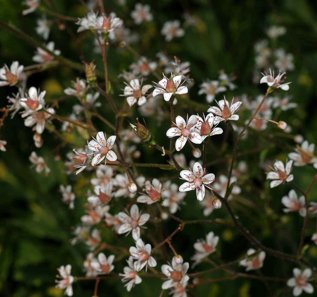 Изображение особи Saxifraga &times; urbium.