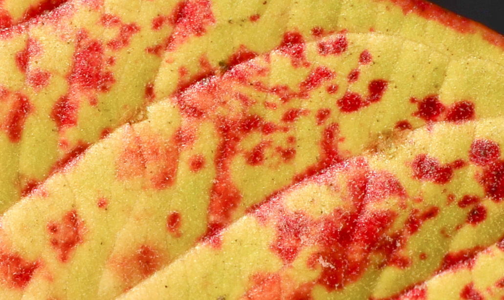 Image of Psidium guajava specimen.