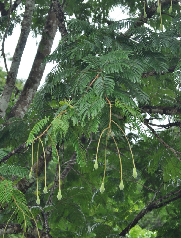 Изображение особи Parkia speciosa.