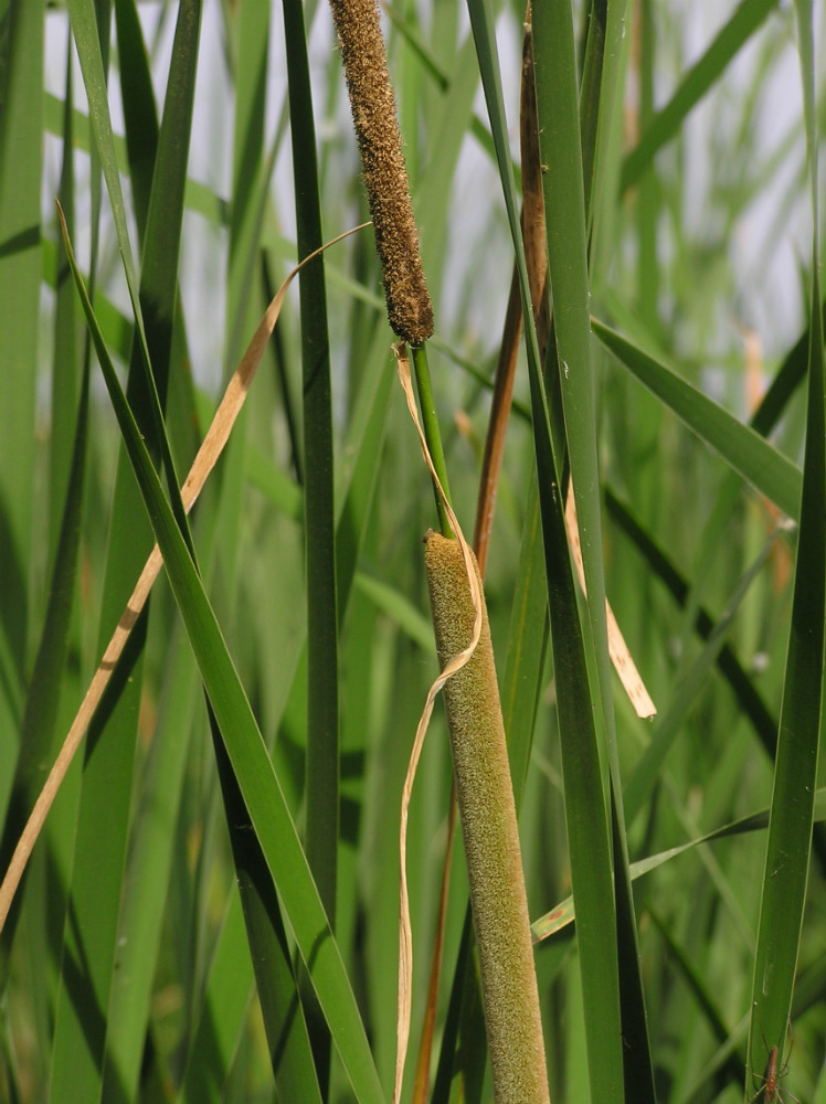 Image of Typha domingensis specimen.