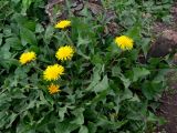 Taraxacum distantilobum. Цветущее растение. Свердловская обл., окр. г. Североуральск, дачный участок. 09.06.2013.