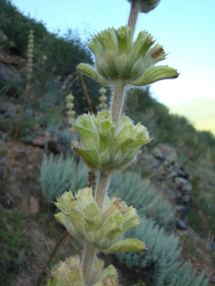 Изображение особи Phlomoides goloskokovii.