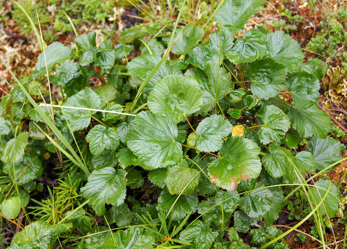 Image of Ribes fragrans specimen.