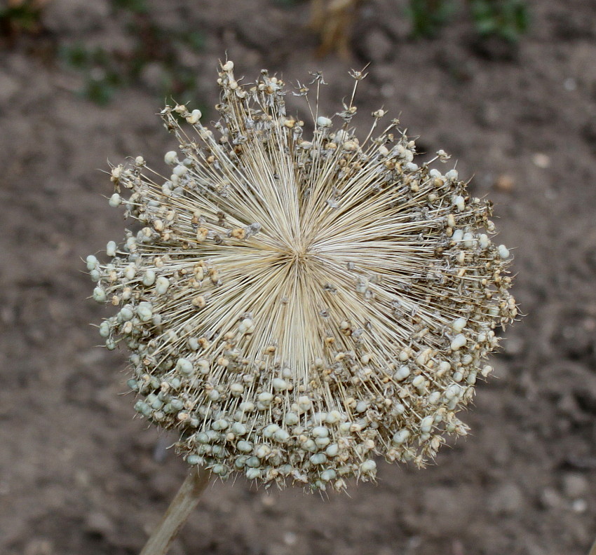 Image of Allium giganteum specimen.