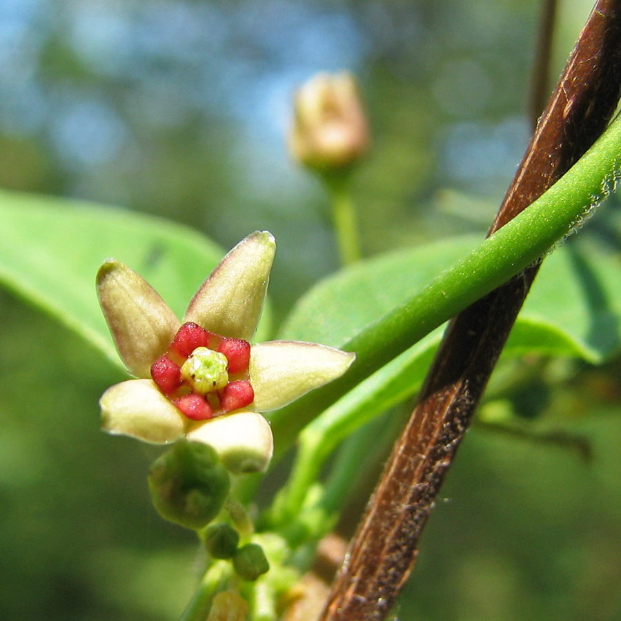 Изображение особи Vincetoxicum rossicum.