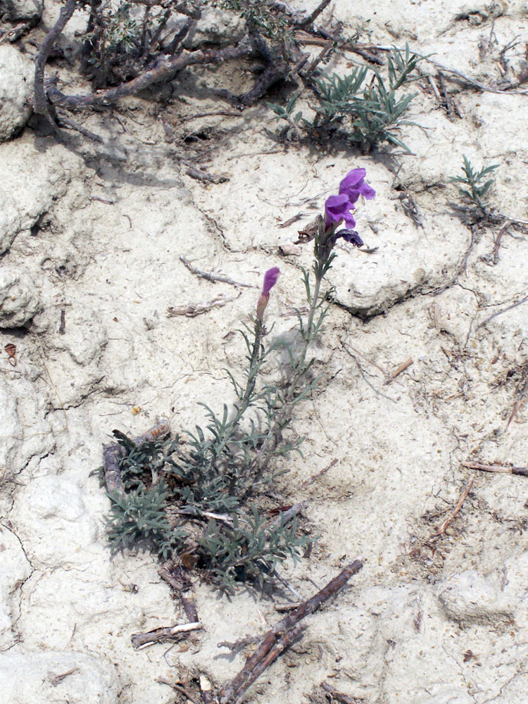 Изображение особи Dracocephalum bipinnatum.