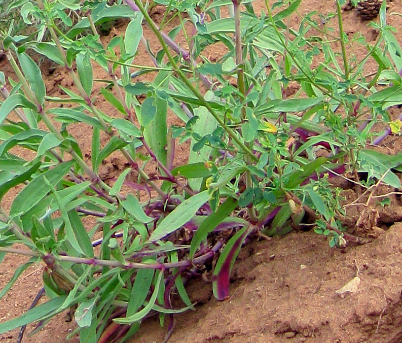 Image of Gypsophila altissima specimen.