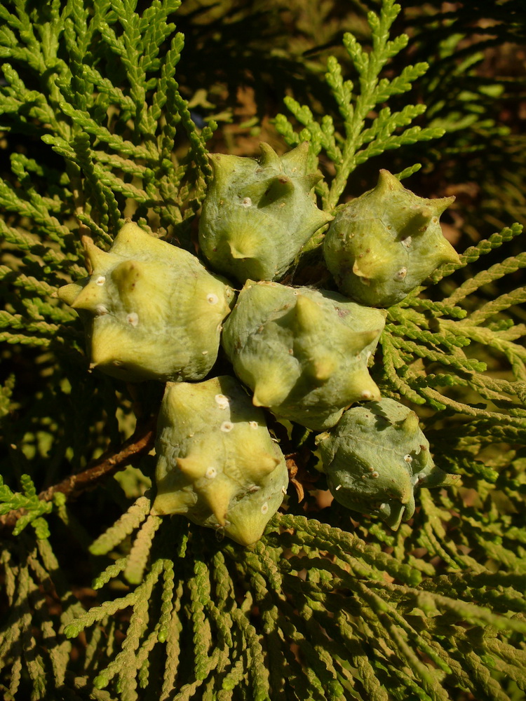 Изображение особи Platycladus orientalis.