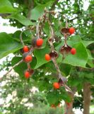 Erythrina lysistemon