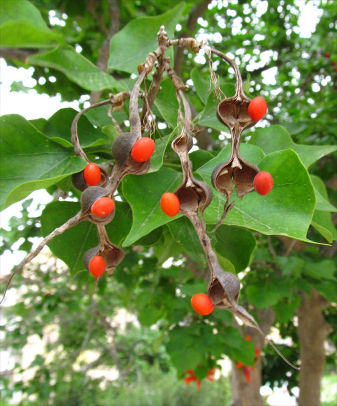Image of Erythrina lysistemon specimen.