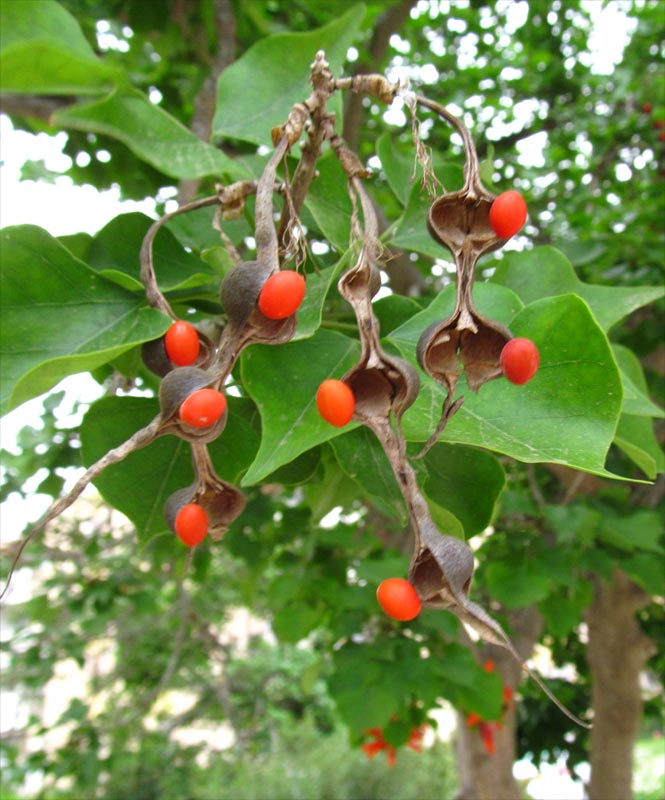 Изображение особи Erythrina lysistemon.