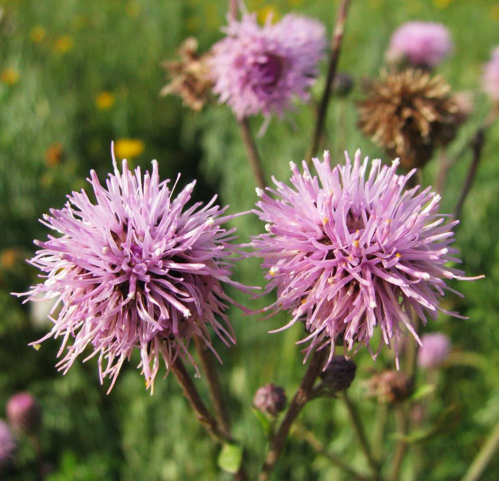 Изображение особи Cirsium setosum.