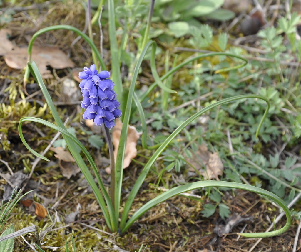 Image of genus Muscari specimen.