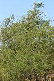 genus Salix