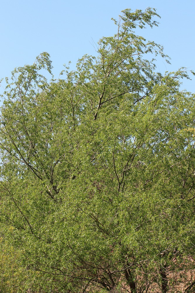 Image of genus Salix specimen.