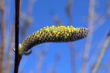 Salix pycnostachya