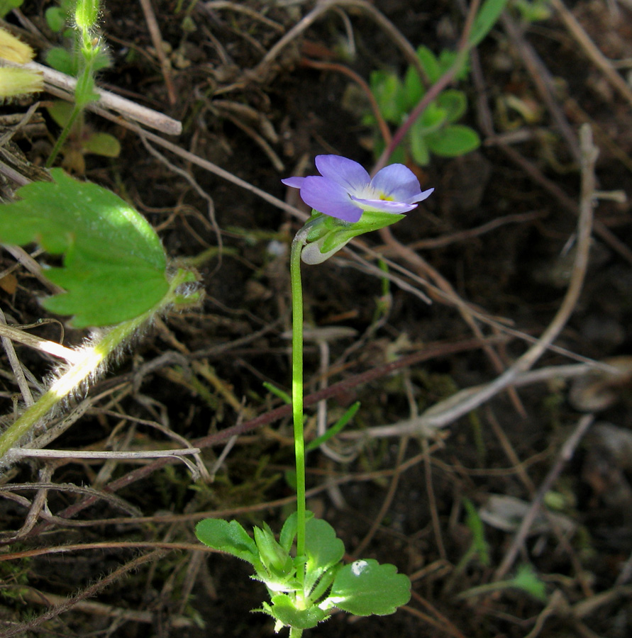 Image of Viola hymettia specimen.