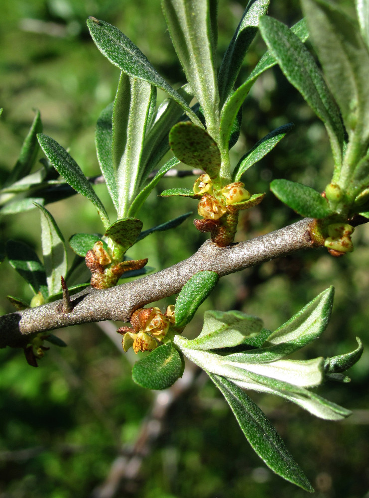 Изображение особи Hippophae rhamnoides.