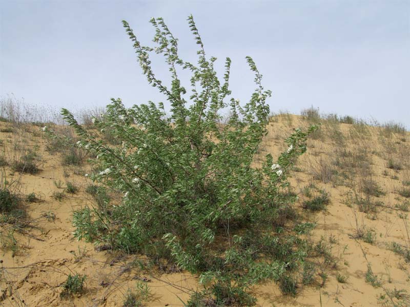 Image of Pyrus salicifolia specimen.