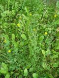 genus Medicago