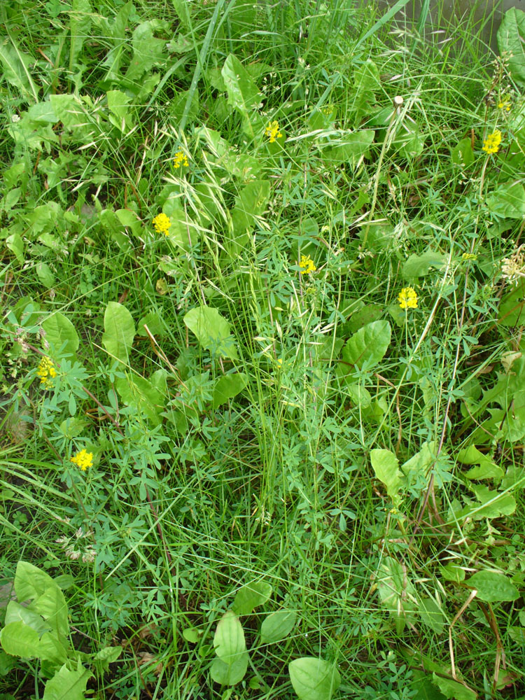 Изображение особи род Medicago.