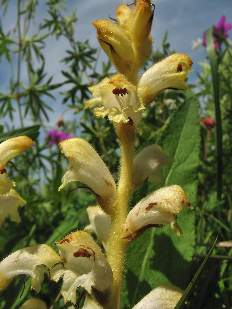 Изображение особи Orobanche caryophyllacea.