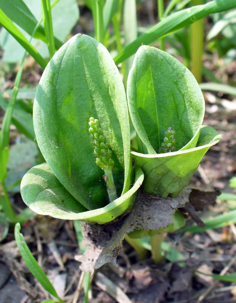 Image of Listera ovata specimen.