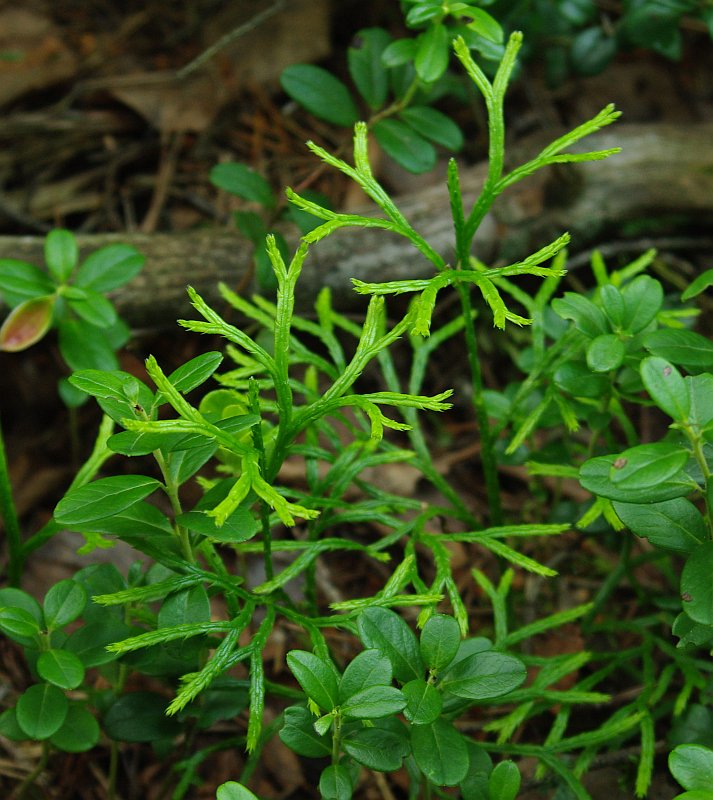 Изображение особи Diphasiastrum complanatum.