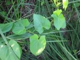 Calystegia sepium