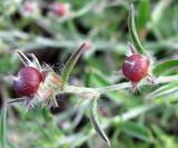 Convolvulus cantabrica