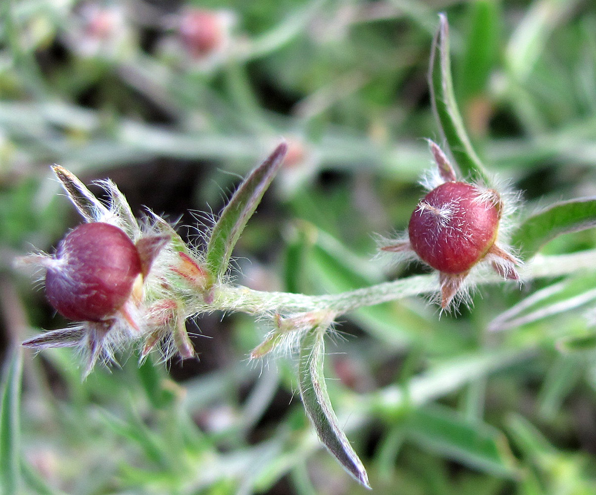 Image of Convolvulus cantabrica specimen.