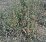 Ephedra distachya. Плодоносящее растение. Греция, Халкидики, пляж. 16.07.2014.