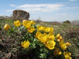 Eranthis longistipitata