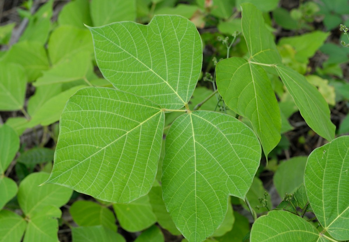 Image of Pueraria lobata specimen.