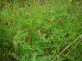 Astragalus danicus. Плодоносящие растения. Удмуртия, Завьяловский р-н, окр. д. Дуброво, суходольный луг. 18.07.2009.г.