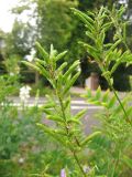 Galega officinalis. Соплодия. Нидерланды, провинция Groningen, Haren, газон между автомобильной дорогой и велосипедной дорожкой, заносное. 17 июля 2009 г.