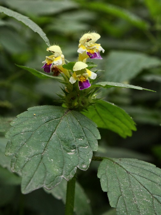 Image of Galeopsis speciosa specimen.