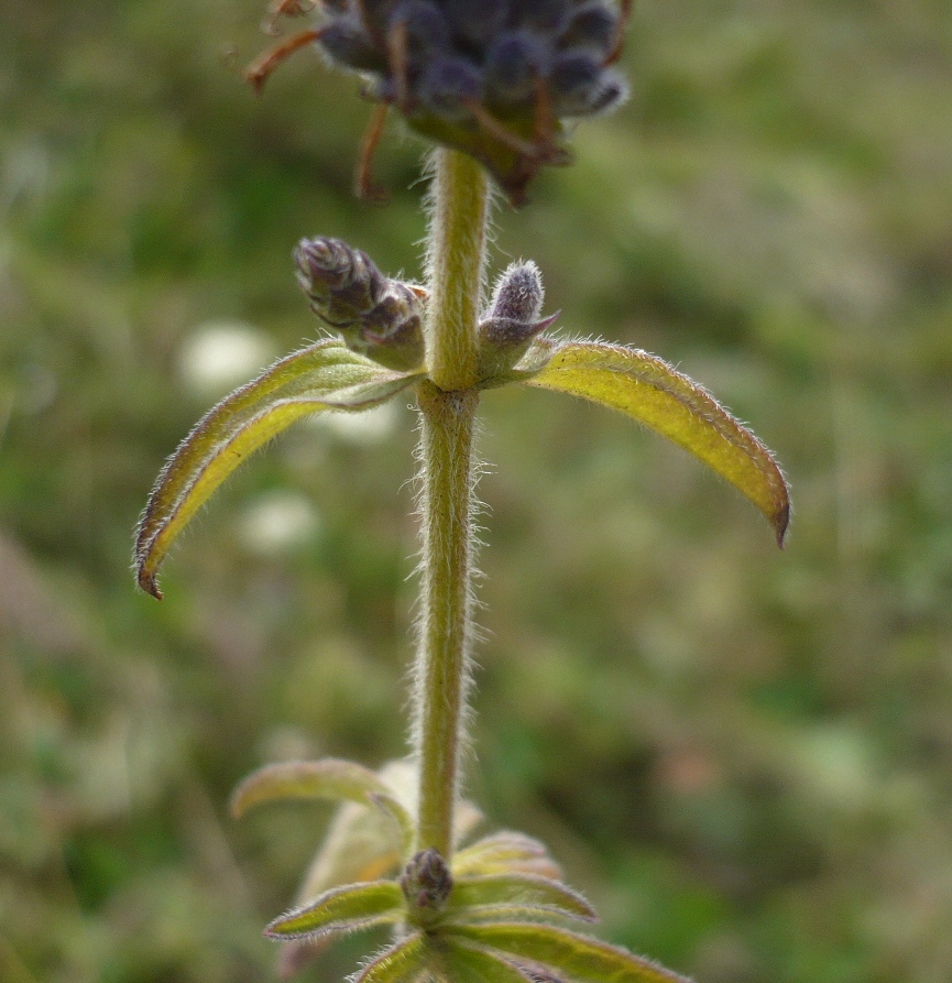 Изображение особи Schizonepeta multifida.