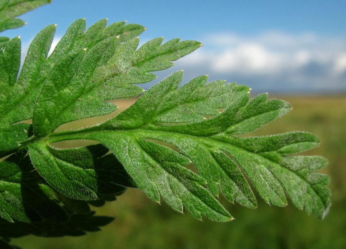 Изображение особи Anthriscus sylvestris.