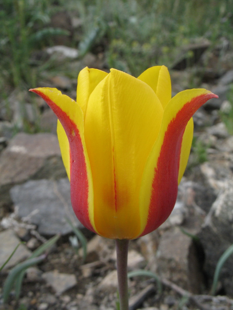 Изображение особи Tulipa alberti.