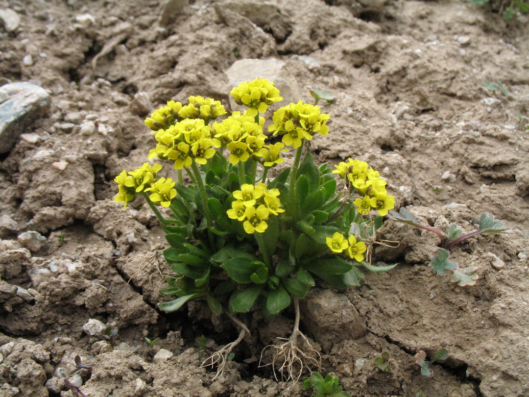 Image of Draba oreades specimen.