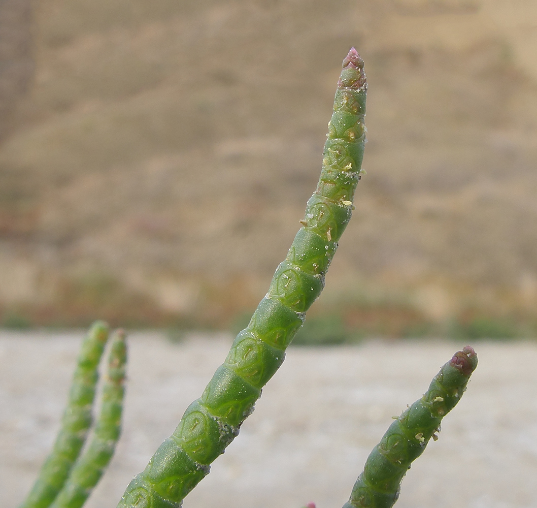 Изображение особи Salicornia perennans.