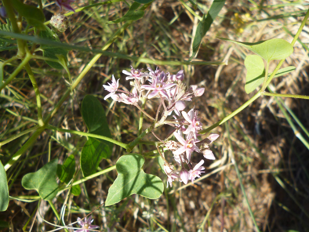 Image of Cynanchum acutum specimen.