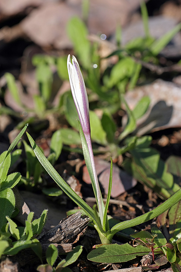 Image of Colchicum kesselringii specimen.
