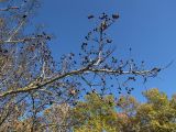 Crataegus pentagyna