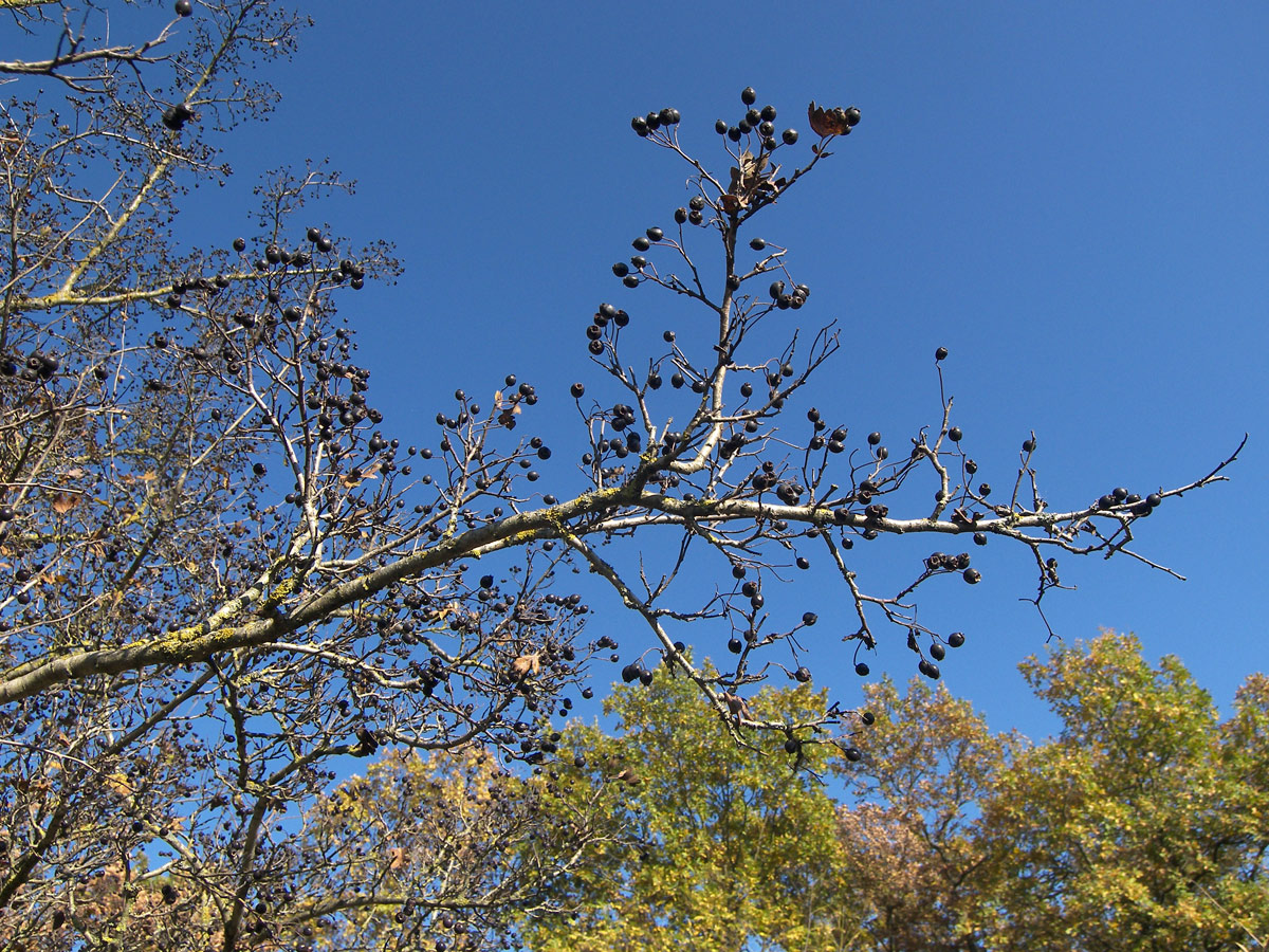 Изображение особи Crataegus pentagyna.